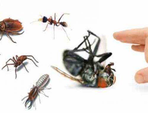 شركة مكافحة حشرات راس الخيمة |0503832348 |ابادة الحشرات