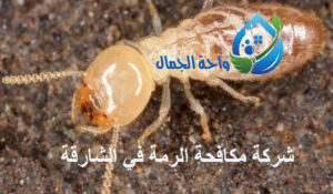 شركة مكافحة الرمة في الشارقة